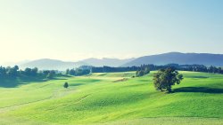 Beautiful Green Meadow and Forest