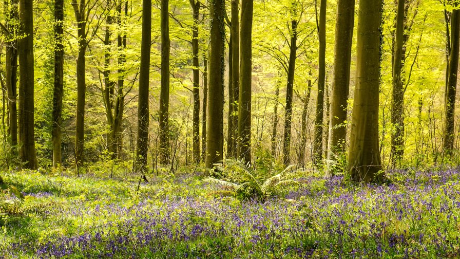 Beautiful Green Spring Forest and Many Little Flowers on the Field