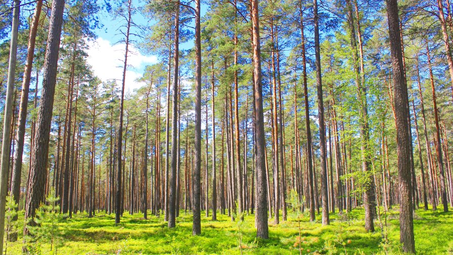 Beautiful Green Spring Pine Forest