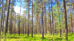 Beautiful Green Spring Pine Forest