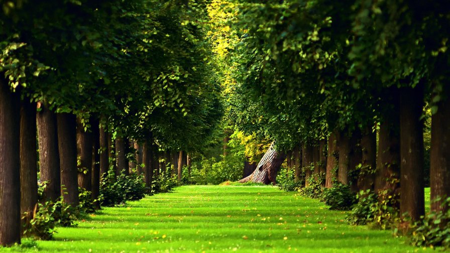 Beautiful Green Summer Forest