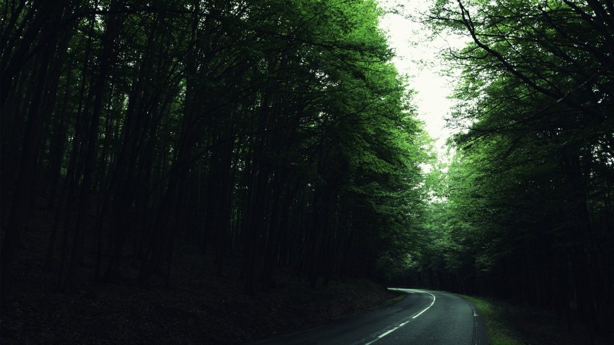 Beautiful Green Summer Forest and Road