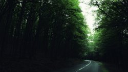 Beautiful Green Summer Forest and Road