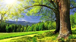 Beautiful Green Summer Forest and Single Tree