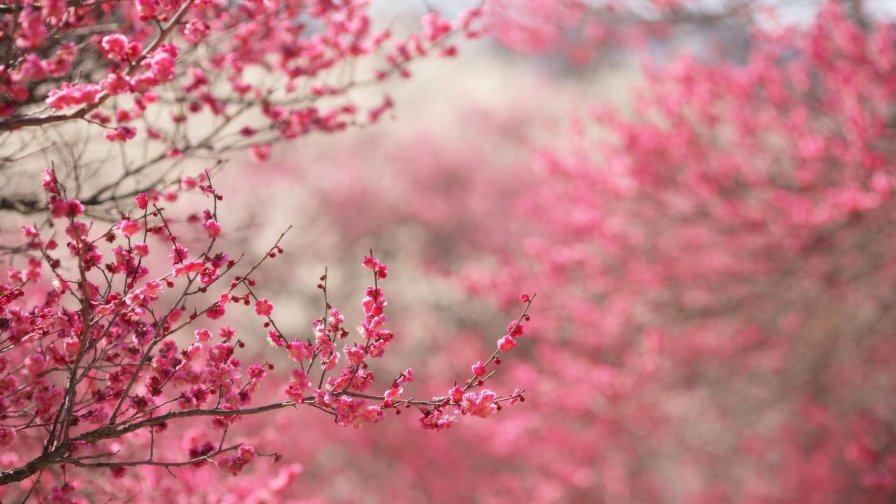 Beautiful Japanese Cherry Blossom Season