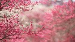 Beautiful Japanese Cherry Blossom Season