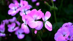 Beautiful Little Pink Flowers in the Green Garden