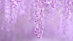Beautiful Little Purple Spring Flowers