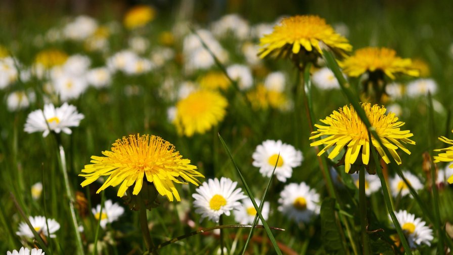 Beautiful Little White and Yellow Flowers on Spring Meadow