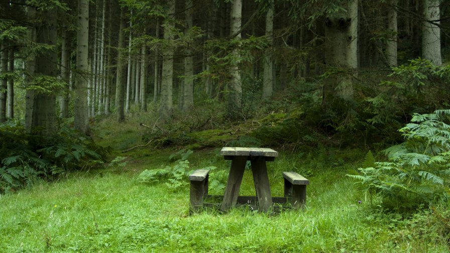 Beautiful Meadow in the Forest