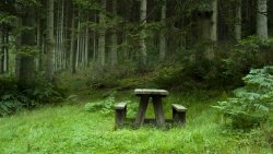 Beautiful Meadow in the Forest