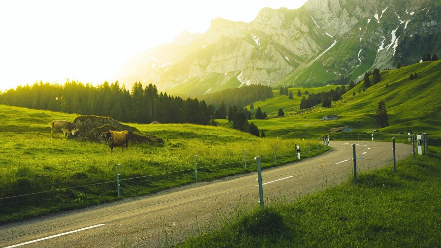 Beautiful Mountain Road and Green Grass