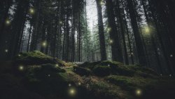 Beautiful Mystical Dark Forest and Light