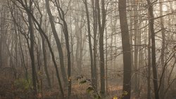 Beautiful Old Autumn Foggy Forest