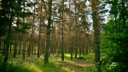 Beautiful Old Coniferous Forest