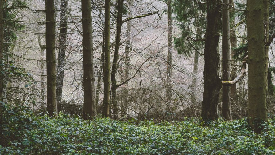 Beautiful Old Dark Forest