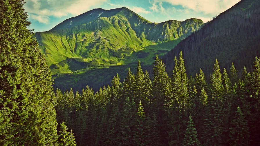 Beautiful Old Green Forest and Mountains