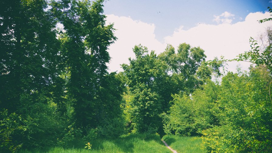 Beautiful Old Green Garden and Footpath