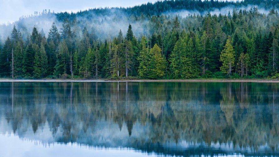 Beautiful Old Pine Forest and Big Lake