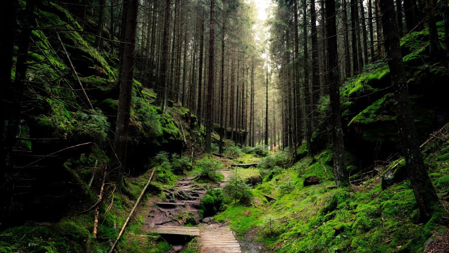 Beautiful Old Pine Forest and Path