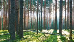 Beautiful Old Pine Forest and Sun Rays