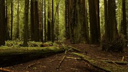 Beautiful Old Tropical Green Forest