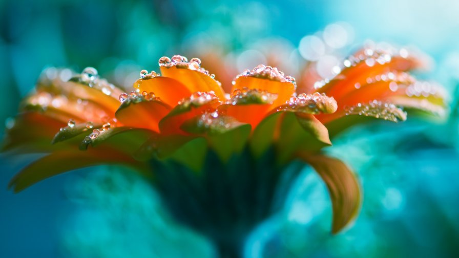 Beautiful Orange Flower with Water Drops Macro