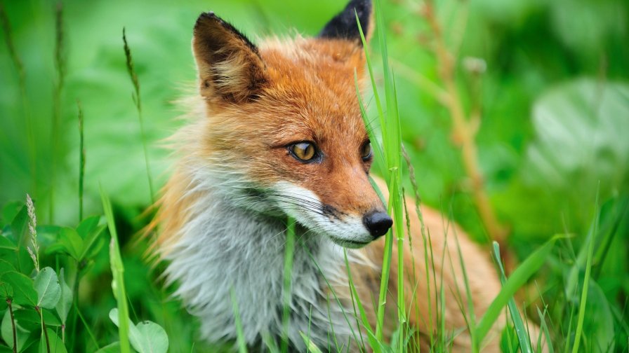 Beautiful Orange Fox in Green Grass