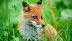 Beautiful Orange Fox in Green Grass