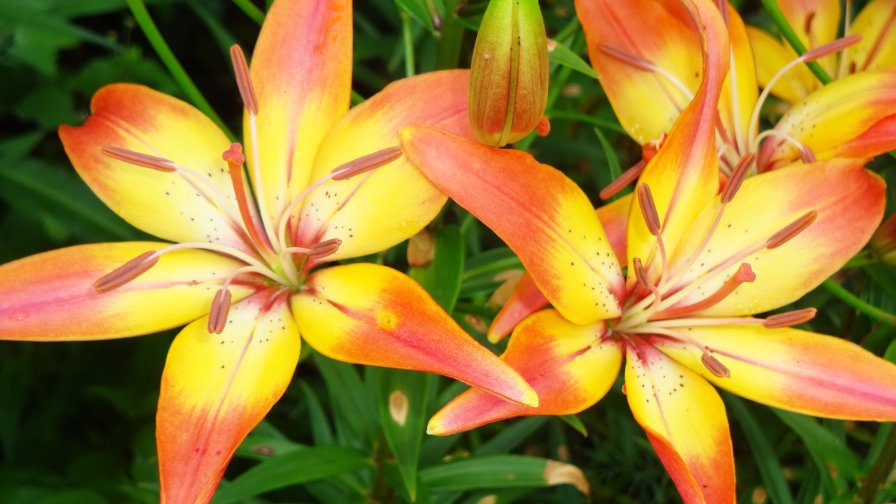 Beautiful Orange Lily in the Garden