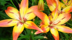 Beautiful Orange Lily in the Garden