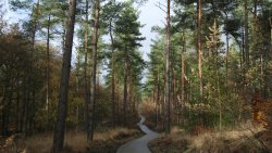 Beautiful Pine Forest and Pathway