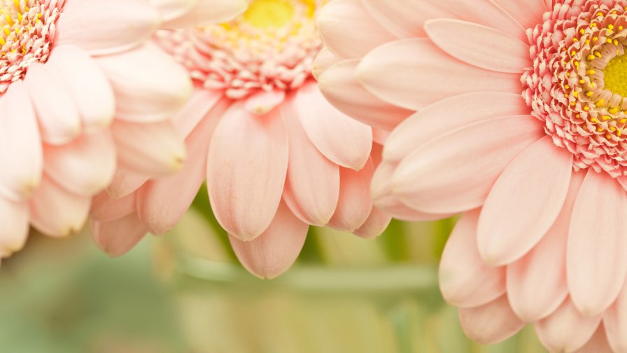 Beautiful Pink Flowers