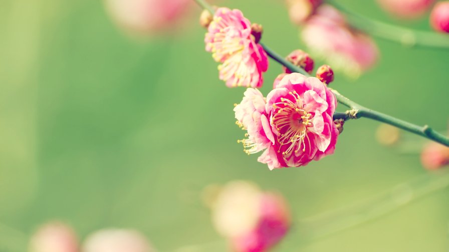 Beautiful Pink Flowers on the Branch Spring