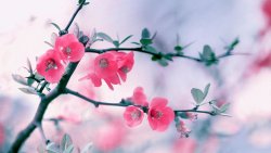 Beautiful Pink Flowers on the Spring Tree