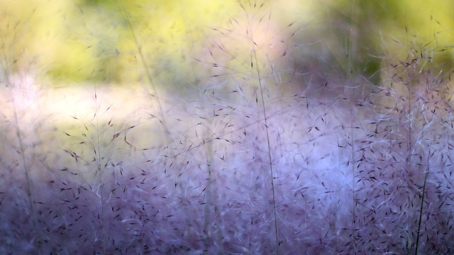 Beautiful Pink Grass Small Flowers Macro