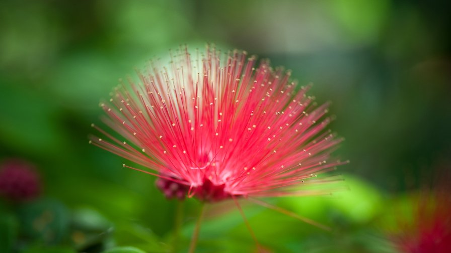 Beautiful Pink Natural Flower Macro