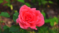 Beautiful Pink Rose in the Green Summer Garden