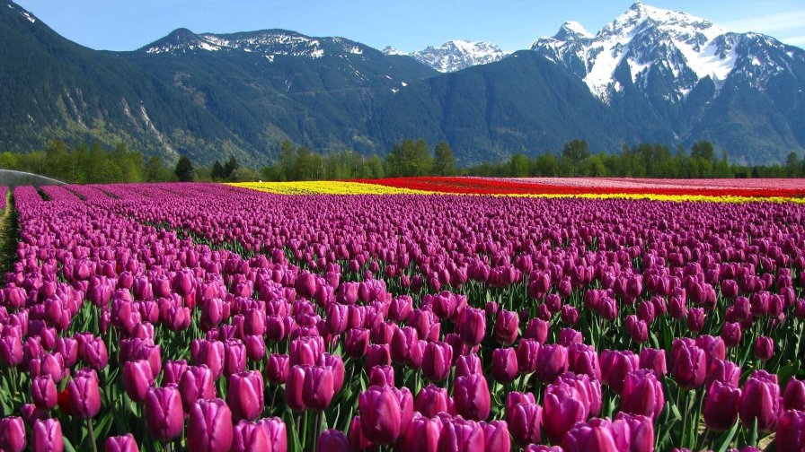 Beautiful Pink Tulips in Meadow