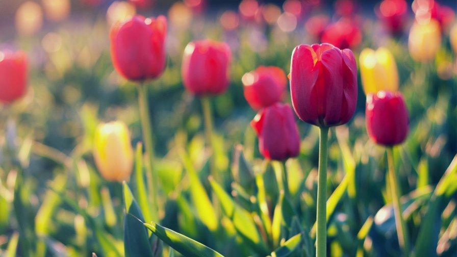 Beautiful Pink Tulips in the Garden