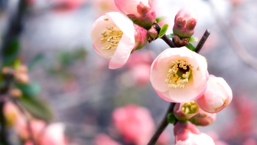 Beautiful Pink and Purple Flowers on Branches