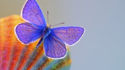 Beautiful Purple Butterfly