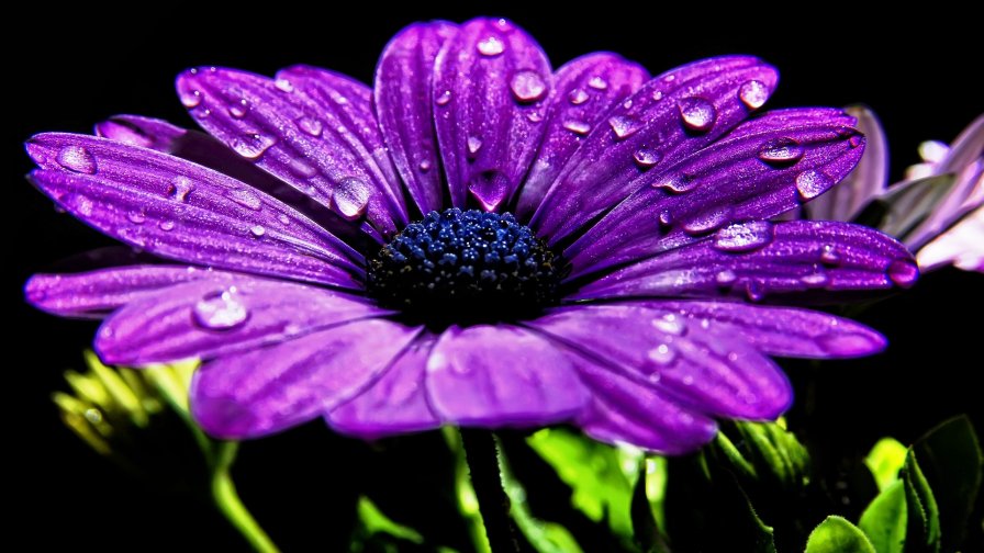 Beautiful Purple Flower Macro