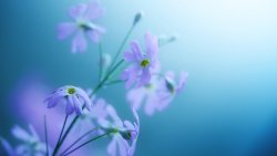 Beautiful Purple Flowers