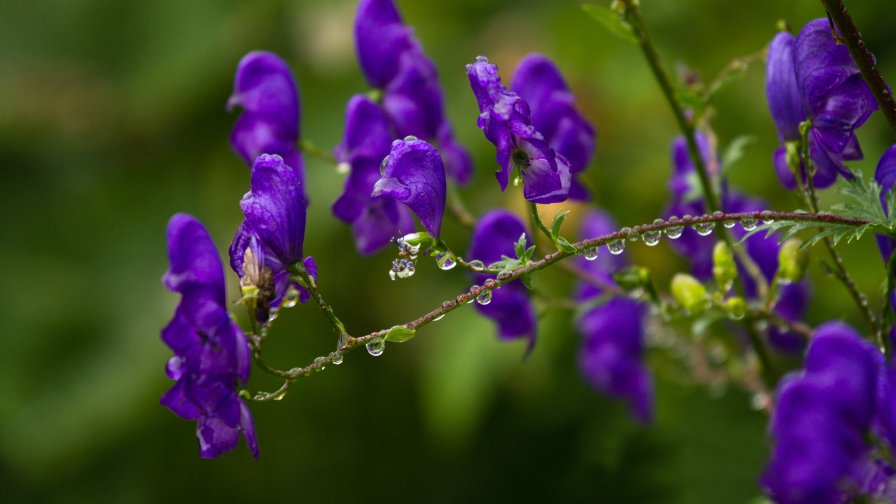 Beautiful Purple Flowers with Dew Close Up