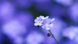 Beautiful Purple Little Flower Close Up