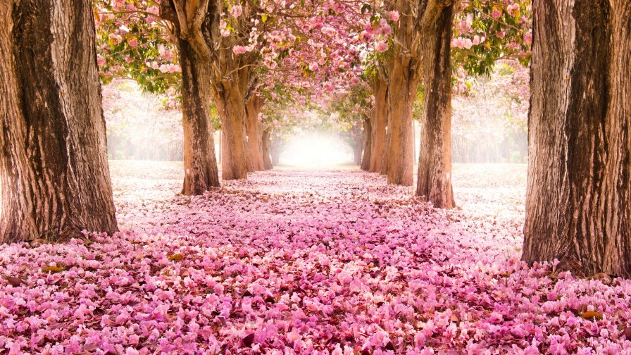 Beautiful Purple Sakura Garden and Petals