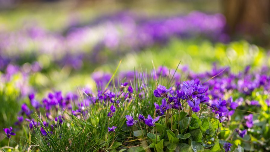 Beautiful Purple Small Flowers and Green Grass