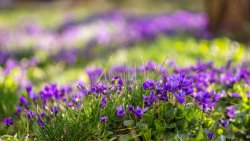 Beautiful Purple Small Flowers and Green Grass