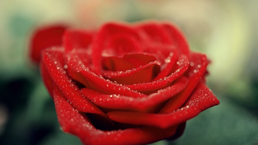 Beautiful Red Rose and Drops